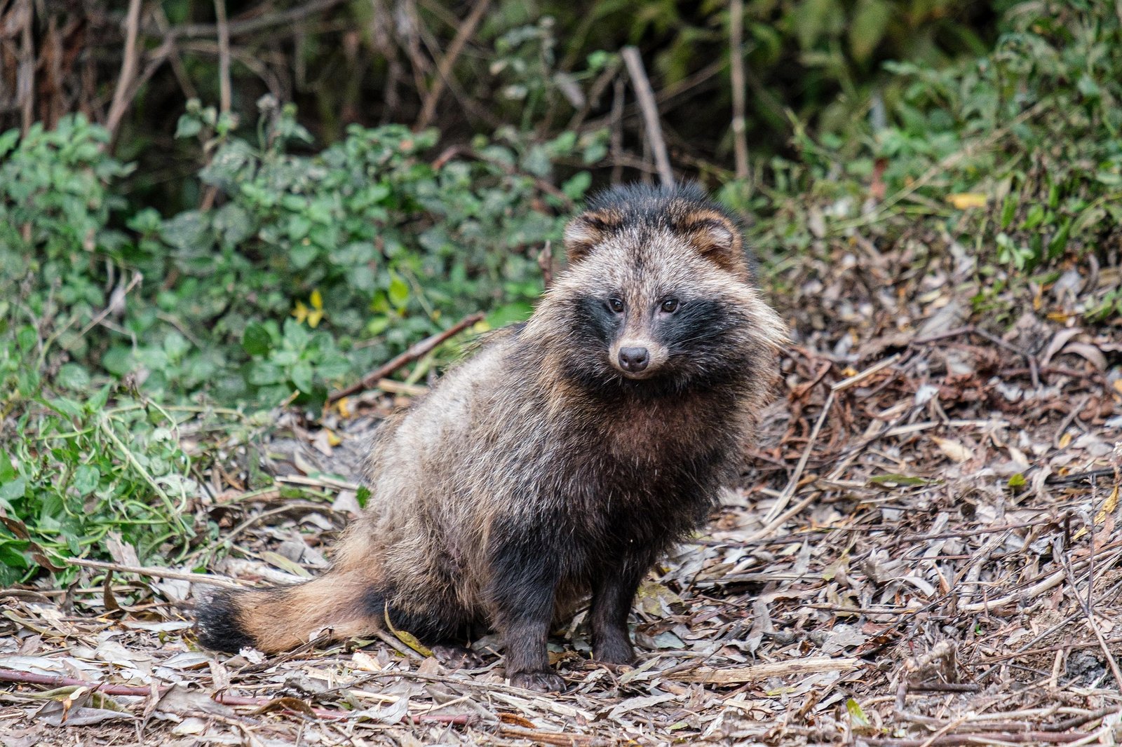 Mårhund i dansk natur - invasiv art der kan reguleres hele året efter særregler