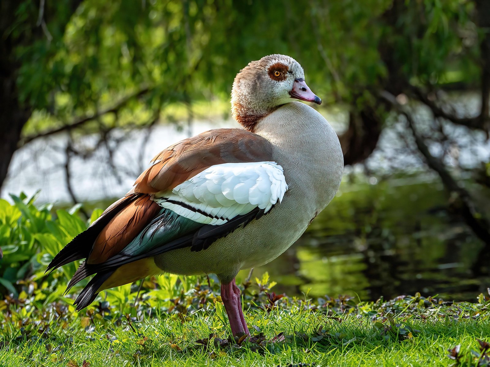 Nilgås