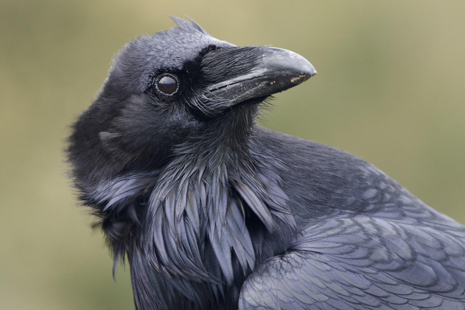 Ravn