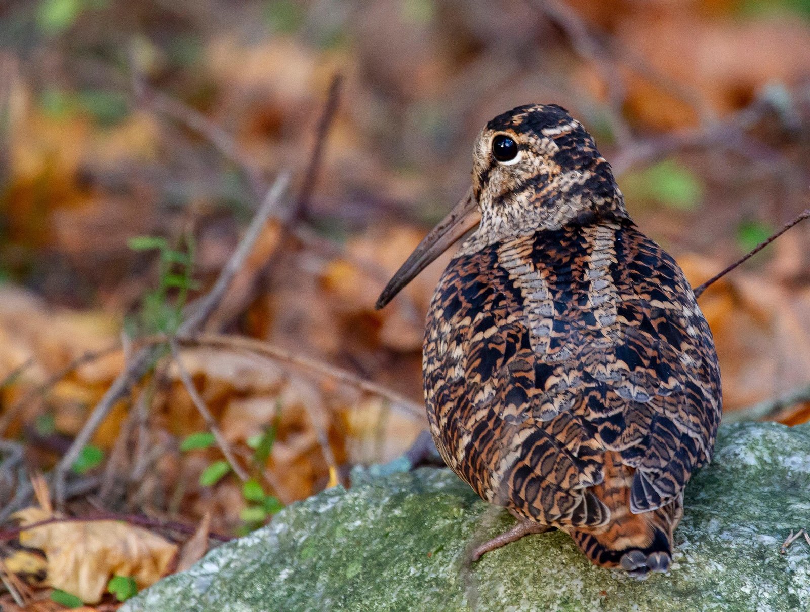 Skovsneppe i typisk skovbund-habitat - perfekt camouflage gør den vanskelig at få øje på før den letter.