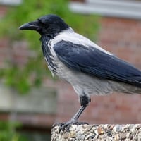 Krage (grå/sort)