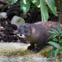 Mink