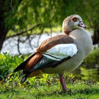 Nilgås