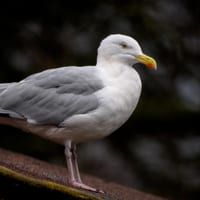 Sølvmåge