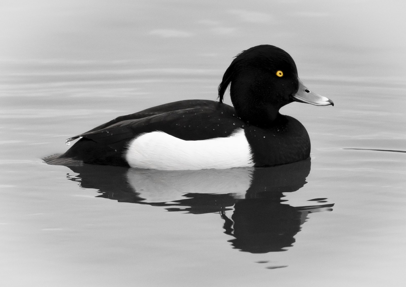 Troldand